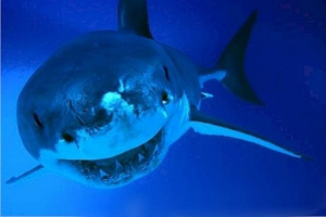 Seld lub lamina shark: wszystko o życiu tych drapieżników Seld lub lamina shark: wszystko o życiu tych drapieżników